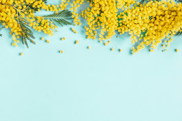 Flowers composition. Mimosa flowers on blue background. Spring concept. Flat lay, top view