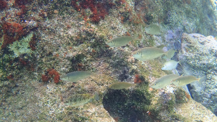 Greece Crete island South Crete Foteinari beach