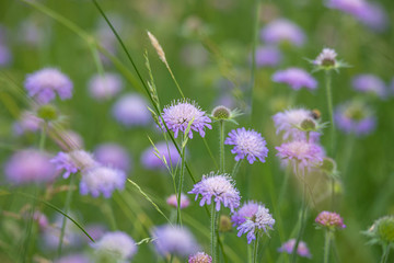 Fototapeta premium Purple and violet blossoming Chives flowers in meadow fields at Spring, details, closeup