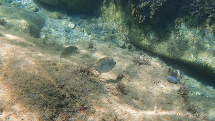 Greece Crete island South Crete Foteinari beach