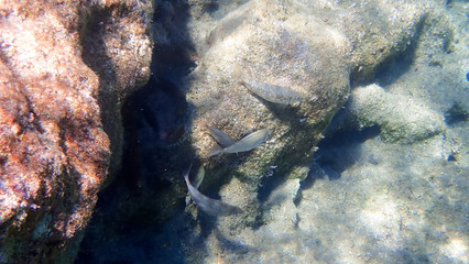 Greece Crete island South Crete Foteinari beach