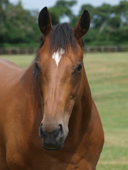 Obraz premium Bay Horse Headshot