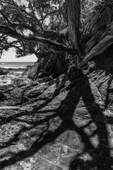 Fototapeta na wymiar gnarly tree on the beach in black and white