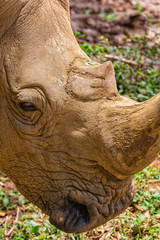 Close up photo of an endangered rhino