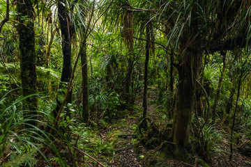 path through the trees in a forest