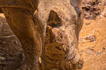 Close up photo of an endangered rhino