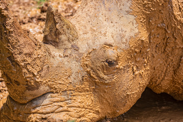 Close up photo of an endangered rhino