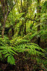 ferns and fern trees in the forest