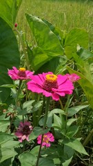 Daisy flowers bright purple natural background