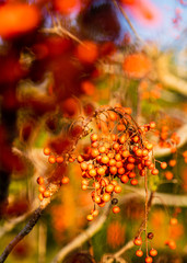 orange berries in new zealand