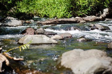 stream in forest