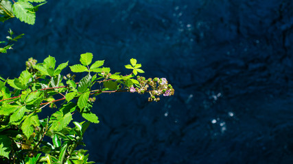 Flowers on the river