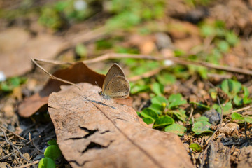 Lesser  grass blue butterfly perching  on dried  leaf