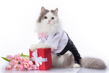 white fluffy cat with a bouquet of pink tulips and a red box with a gift on a white isolated...