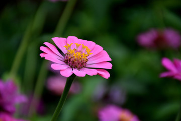 Zinnia Flowers