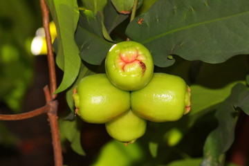 Green Guava Bol Close Up