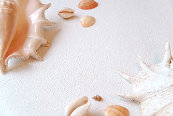 Different types of sea shells on a light background