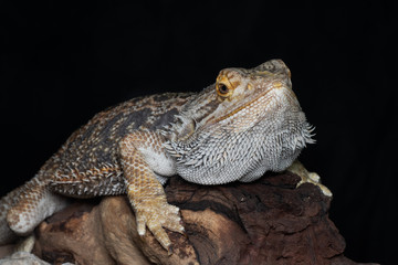 Close-up of a beautiful Lizard Agame Reptile standing on a wood log, night photography