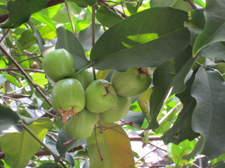 Green Guava Bol