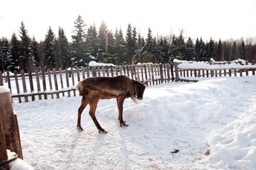reindeer walking on the street