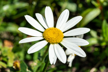 Fototapeta premium Leucanthemum x superbum 'Snowcap' a white herbaceous summer autumn perennial flower plant commonly known as Shasta Daisy