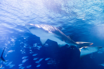 Fototapeta premium Shark swimming in the calm waters