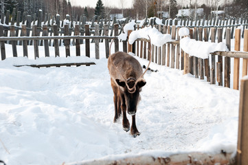 Naklejka premium reindeer walking on the street
