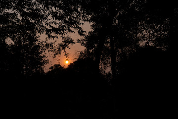 The silhouette of the tree