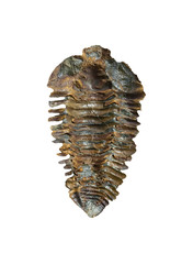 Nesuretus ovus, arthropod fossil