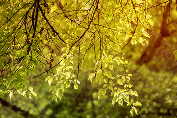 Young juicy green leaves on the branches of a birch in the sun outdoors  summer close-up macro.Spring Awakening, beautiful vivid colorful artistic image.Natural background
