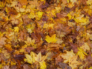 autumn leaves background