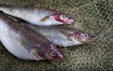 Saffron cod on net