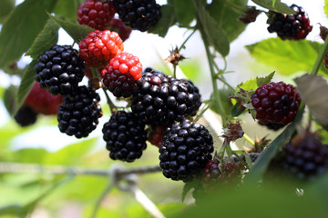 Growing blackberries. Harvest