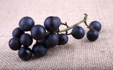 Black wine grape on bagging