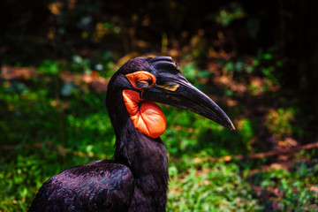 Southern ground hornbill. Uganda