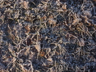 background of frozen frosty leaves and grass 