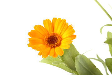 Growing calendula isolated on white