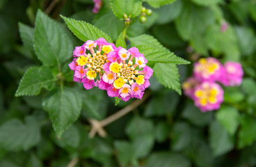 Fototapeta premium beautiful Lantana camara exotic tropical flower. perennial shrub that has a whole bunch of delicious inflorescences. gardeners prefer to grow this plant in indoor conditions.