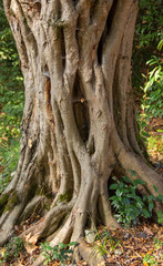 trunk and roots of an old tree in the Park