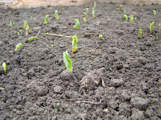Green sprouts of peas make their way out of the ground. Concept of spring, plant growth.