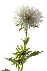 White aster and buds isolated on white