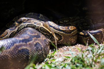 Python is lying in grass