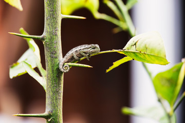 Chameleon hiding in the middle of the brunch and leaves