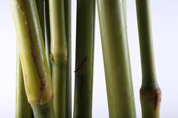 Sugar cane isolated on white