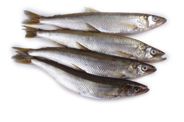 Smelt fish isolated on white. (Big Pacific smelt - Osmerus mordax)
