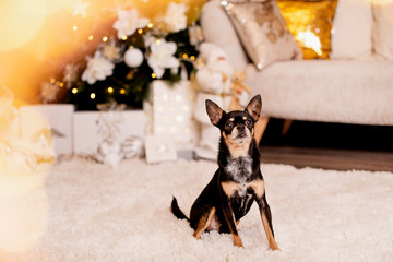 chihuahua on a Christmas background. family member