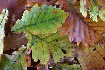 Autumn oak leaves background