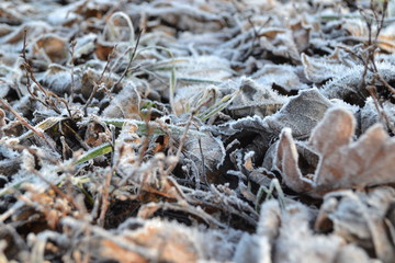 Dry leaves and grass after frost.