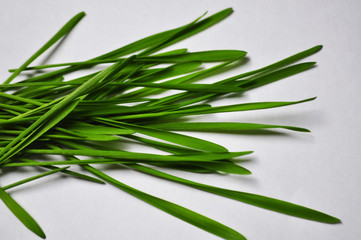 Background image, micro-greens for healthy eating