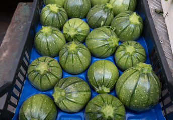 Round zucchini for sale at the Bolzano market. Italy